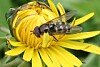Nærbilde av en sveveflue på en gul blomst med grønn bakgrunn.