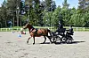 En ekvipasje med hest, kusk og groom i presisjonskjøring.