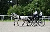 Hest og kusk med vogn på en utendørs ridebane.