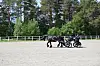 Hest og vogn med kusk på en stor utendørs ridebane omgitt av skog.