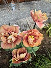 Fire flerfargede blomster i et hagebed med grus og grønne blader.