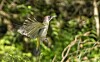 En grønnspett med utspilte vinger flyr mellom greiner i en grønn skog.