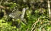 En grønnspett med utspilte vinger flyr mellom greiner i en grønn skog.