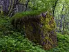Stor mosegrodd stein i grønn skog med tett undervegetasjon og trær i bakgrunnen.