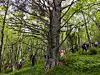 Turgåere går opp en skogssti i en grønn åsside omgitt av høye trær.