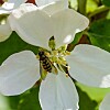 Bie på en hvit blomst med grønne blader i bakgrunnen.