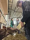 En person gir melkeflaske til en kalv inne i et fjøs. To personer i bakgrunnen.