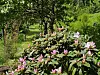Rosa og hvite rhododendron blomster i en grønn hage med trær og busker.