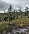 Et turfølge går langs en gjørmete sti i et åpent myrområde med spredte trær og gråvær.
