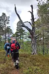 Turgåere går langs en smal sti forbi et dødt, værbitt tre i skogen.