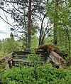 Delvis sammenrast tømmerhytte omgitt av tett grønn vegetasjon i skog.