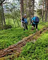 To personer vandrer med ryggsekker i en skog med grønn vegetasjon og høye trær.