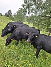 Fire svarte storfe beiter i en grønn bakke med trær og blomster rundt.