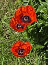 Tre røde valmueblomster i grønt gress, fotografert ovenfra.