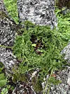 Grønne planter og bark på en trestamme danner bokstavformer i naturen.