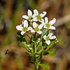 Nærbilde av en liten plante med hvite blomster og grønne blader mot uskarp bakgrunn.