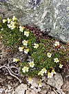 Hvite og gule blomster som vokser langs en steinete, mosgrodd mur med lave grønne planter.