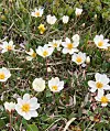 Hvite vårblomster med gule sentrum blant gress og tørre strå.