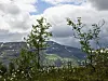 Små trær foran et grønt fjell med skyer og lys himmel i bakgrunnen.