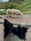 To sauer beiter på en treplatting med en hund i forgrunnen og grønt landskap i bakgrunnen.