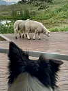To sauer beiter på en treplatting med en hund i forgrunnen og grønt landskap i bakgrunnen.