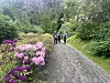 Fire personer går på en grussti gjennom en grønn hage med blomstrende busker i rosa og lilla.