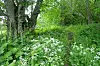 Grønn skogbunn med hvite blomster og store trær i bakgrunnen.