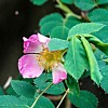 Rosa villrose med gule støvbærere omgitt av grønne blader.