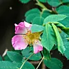 Rosa villrose med gule støvbærere omgitt av grønne blader.