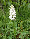 Høy hvit villblomst i frodig grønt gress og blader.