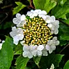 Nærbilde av en hvit blomsterkrans med små gulgrønne blomsterknopper blant grønne blader.