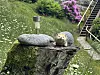 Et pyntepinnsvin ligger på en stein i en grønn hage med blomster og trapp i bakgrunnen.