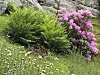 Lyserosa/-lilla blomster og grønne busker langs berg. Hvite blomster nærmest.