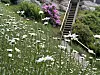 Hvite blomster i forgrunnen, med en trapp, berg, busker og blomster i bakgrunnen.