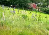 Grønn eng med høyt gress og villblomster foran røde hus og trær.