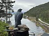 Skulptur av en stor fugl på en trestubbe med steiner oppå, med fjord, skog og fjell i bakgrunnen.