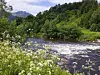 Elv med stryk, grønne åser, villblomster og skog under klar himmel.