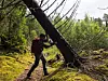 Person ved et stort, skrått tre i en grønn skog.