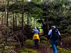 To turgåere med ryggsekker går på en smal sti i tett skog.