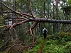Veltet tre sperrer en skogssti, med en person i bakgrunnen mellom trærne.