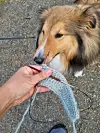 Hund snuser på et grått strikket plagg som holdes i en hånd utendørs.