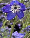 Nærbilde av en blåfiolett blomst med hvit kjerne og regndråper.