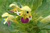 Nærbilde av guldå med gule blomster og purpurrøde markeringer i grønt bladverk.