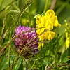 Nærbilde av lilla og gule markblomster blant grønt gress og blader.