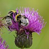 To humler på en lilla tistelblomst mot grønn bakgrunn.