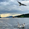 Måker over et stille fjordlandskap med overskyet himmel og åser i bakgrunnen.