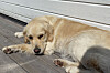Lys hund ligger og slapper av på en treterrasse ved en hvit vegg.