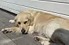 Lys hund ligger og slapper av på en treterrasse ved en hvit vegg.