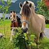 To hester står i en grønn hage med fjell og hus i bakgrunnen.