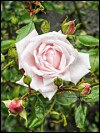 Lys rosa rose omgitt av grønne blader og flere roseknopper.